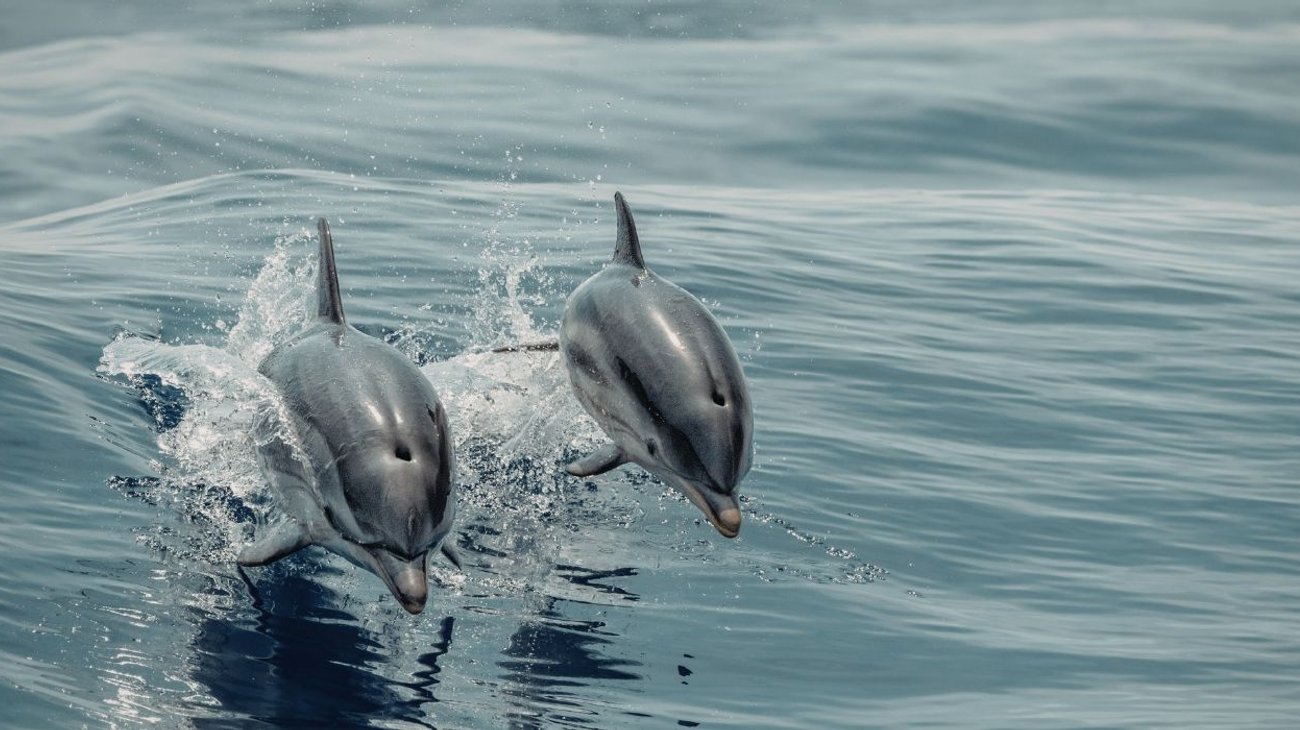 delfines_playa_bagdad_2_8021b89c07