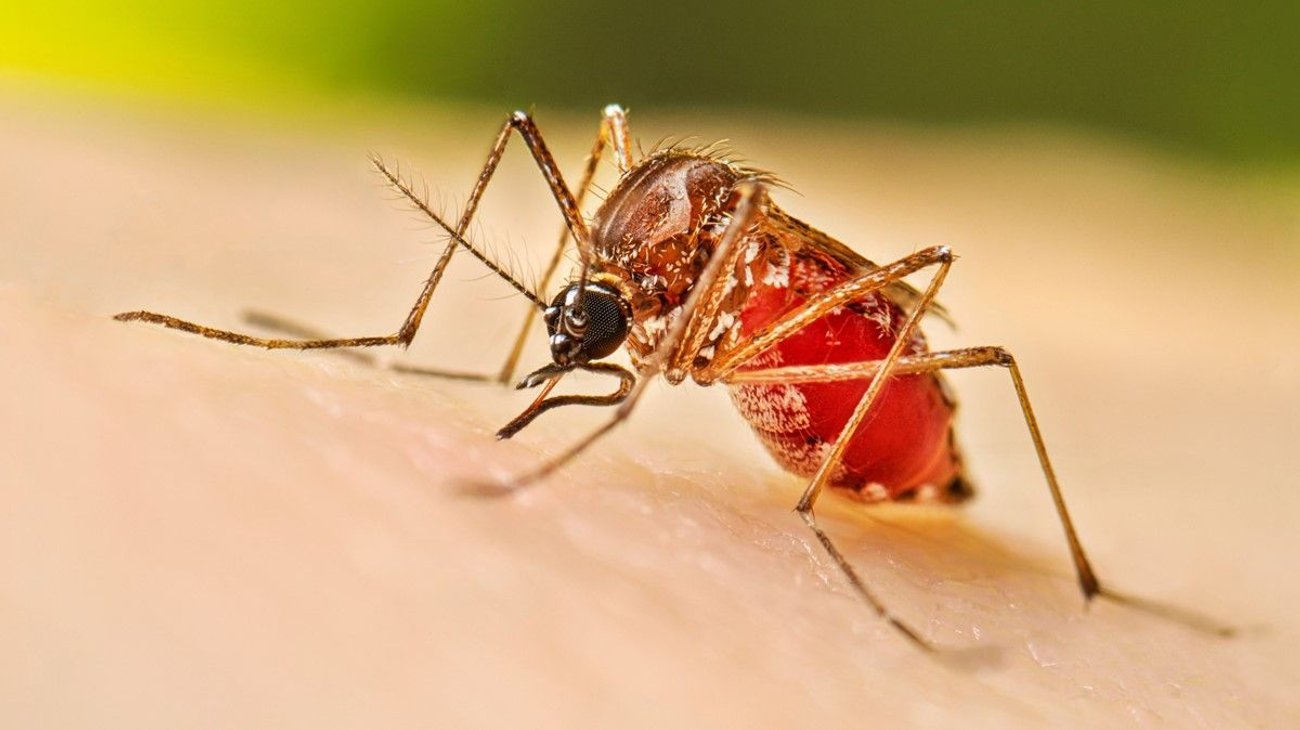 Brote de dengue en Kenia deja cinco muertes y mil 600 casos