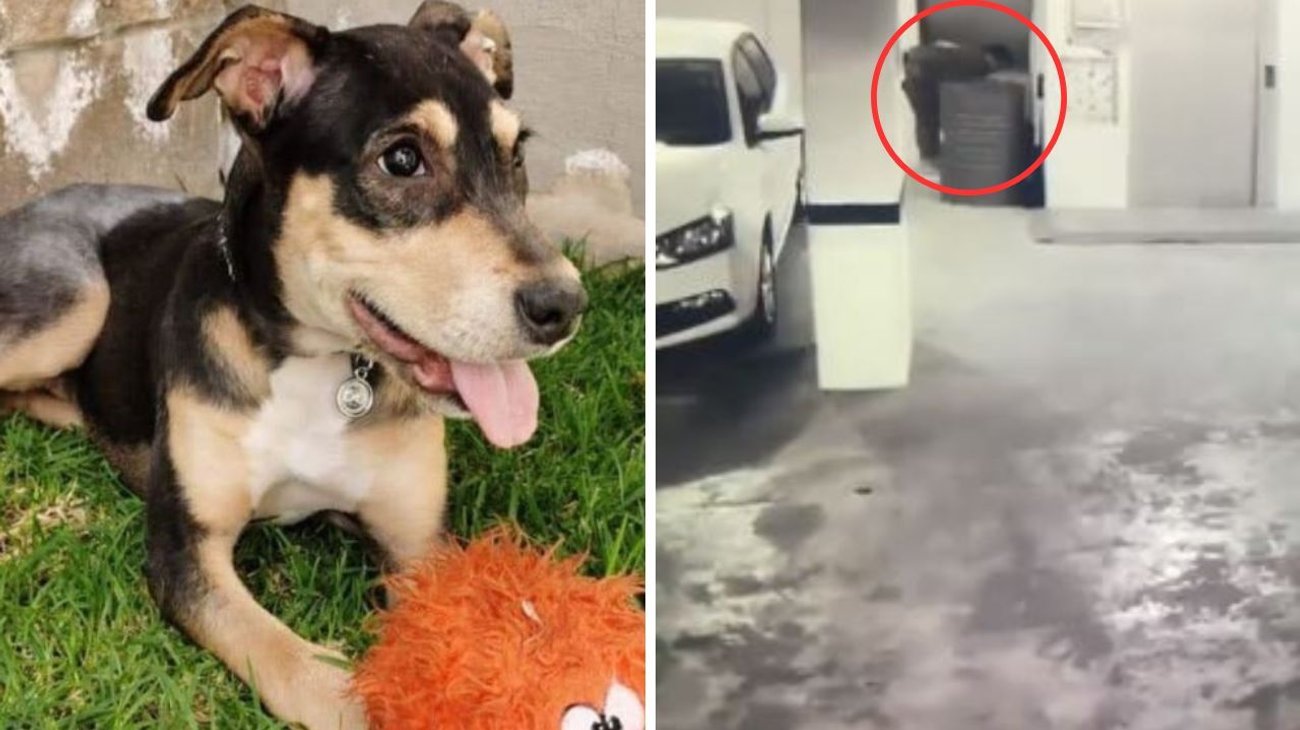 Joven denuncia a exnovio por matar a golpes a su perrita