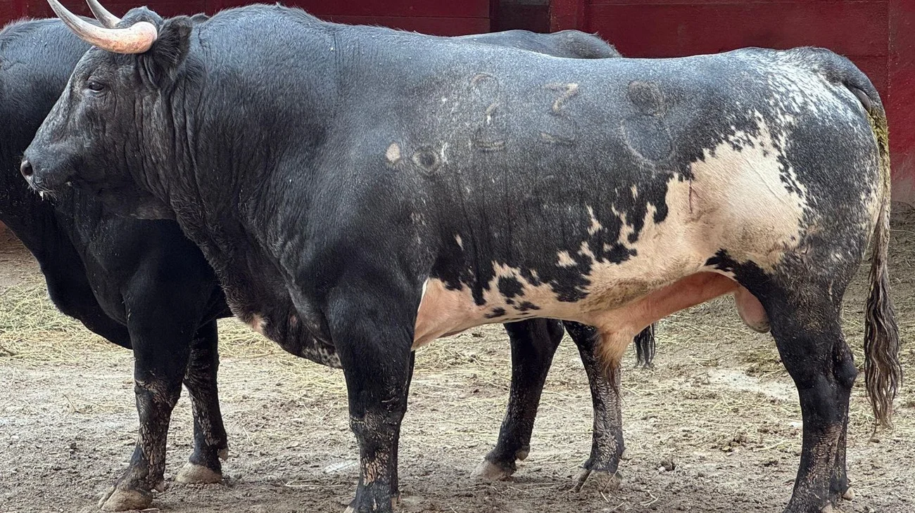 deportes_toros_d6ad838d5a