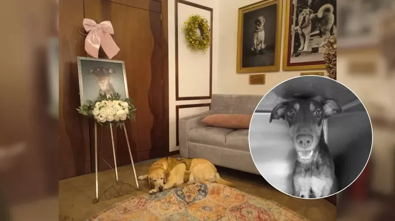 Esperanza, perrita baleada en Culiacán fallece 