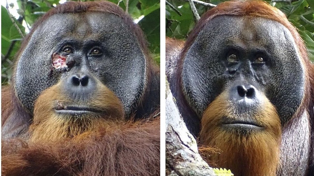 Descubren a orangután tratando herida con planta medicinal