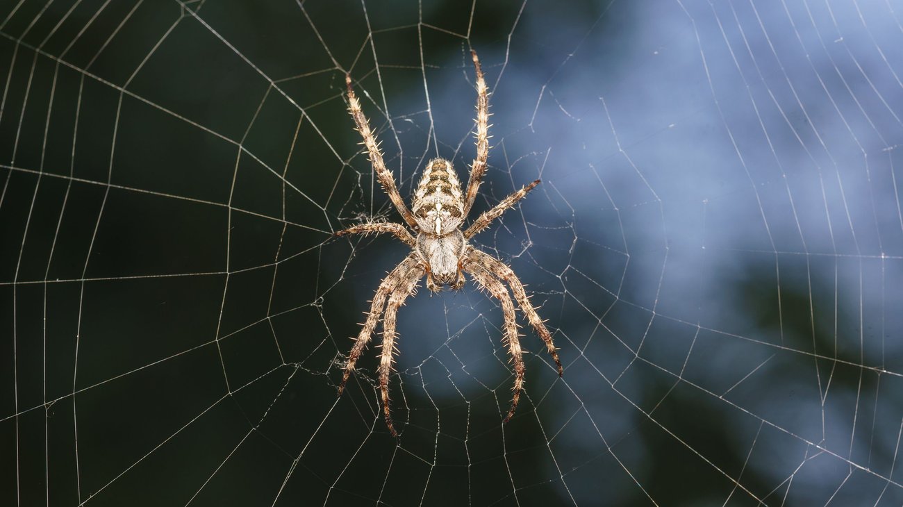 Descubren 8 nuevas especies de arañas en Ecuador