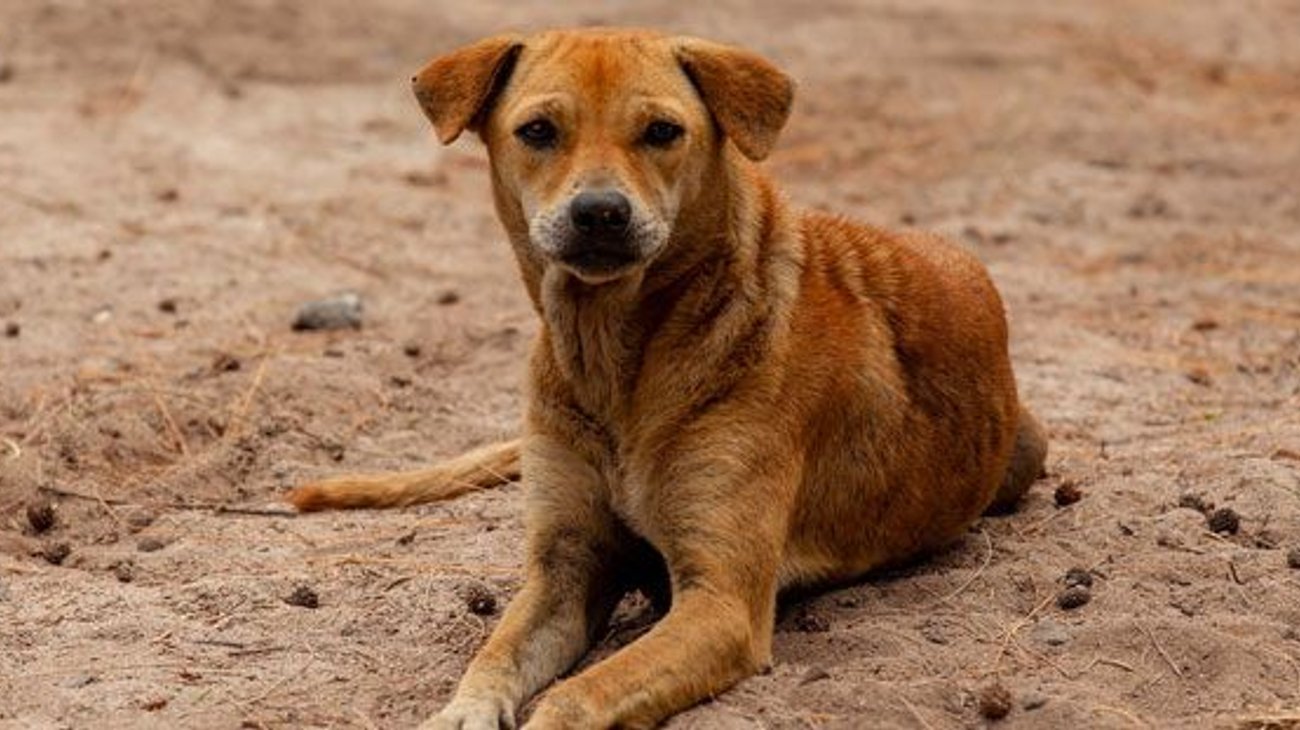 Descubren a perro comiendo restos humanos en Guanajuato