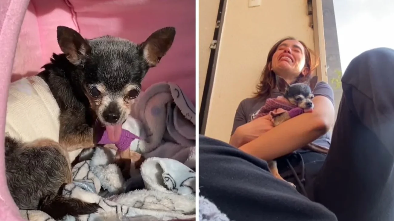 Así disfrutó perrita chihuahua su último día en la Tierra