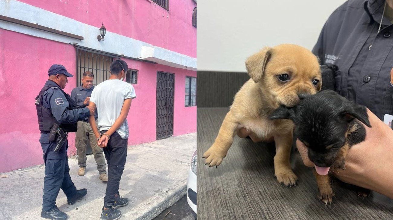 Detienen a hombre que vendía cachorros por Facebook 