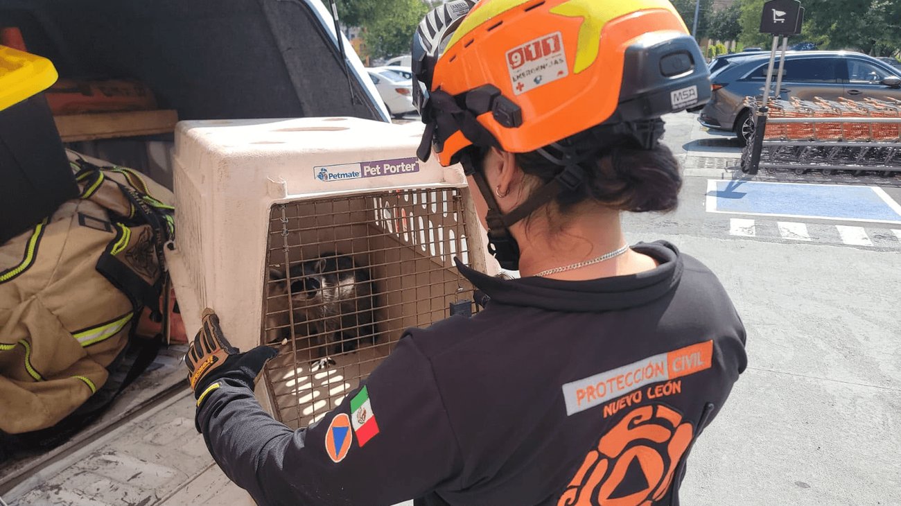 Rescatan a mapache que quedó atrapado en un supermercado