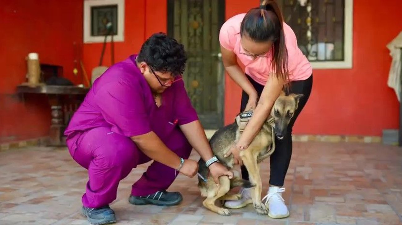 Apoya Santa Catarina a mascotas con servicios veterinarios gratis