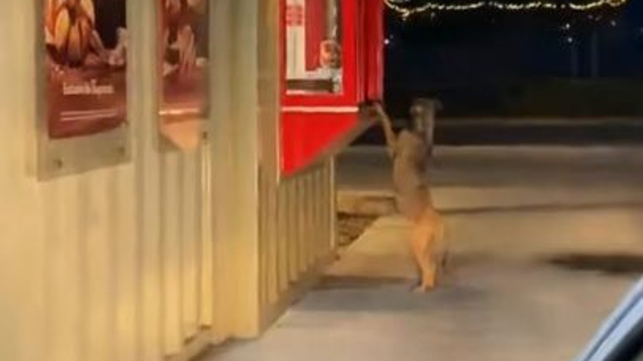 Desata ternura perrito que hace fila en drive thru
