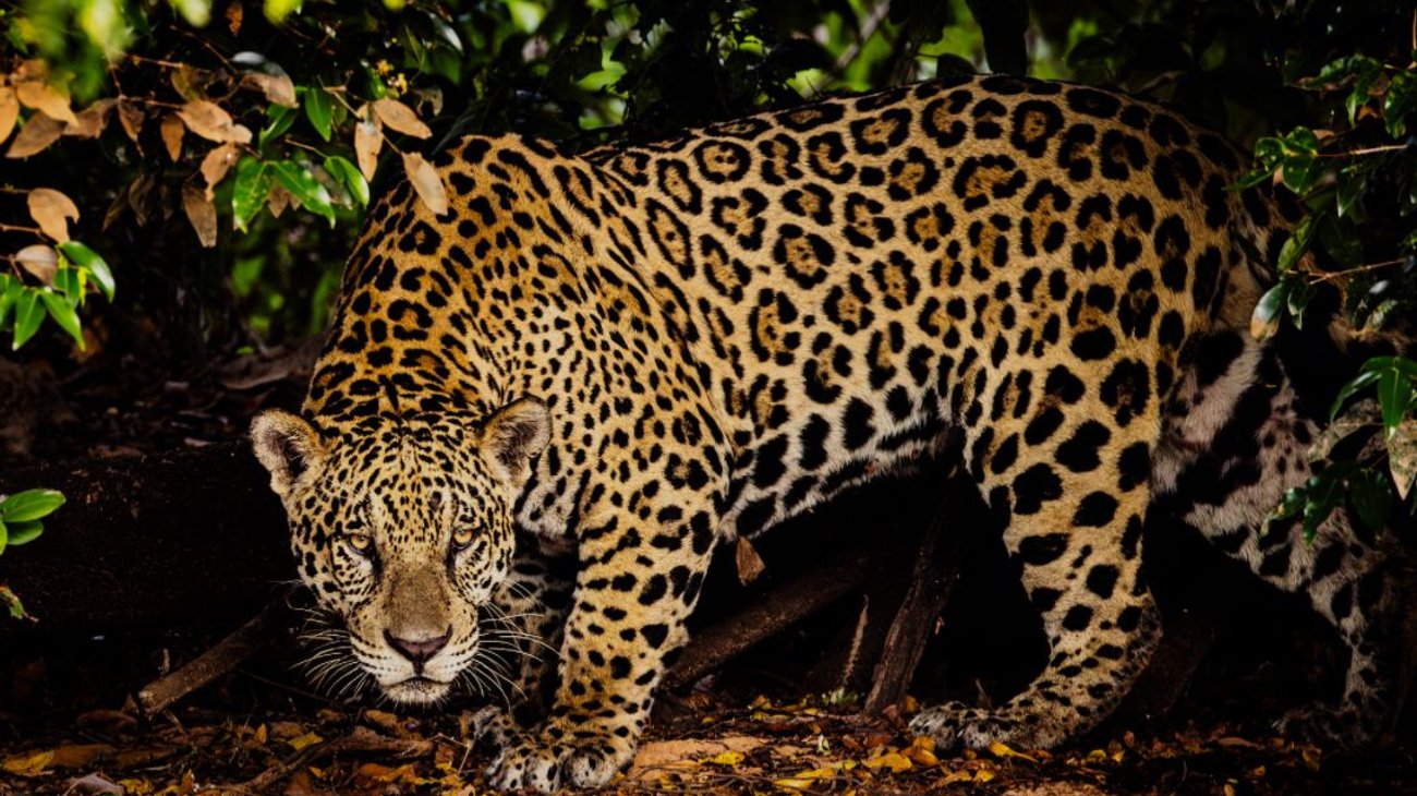 Celebran Día del Jaguar, símbolo de la biodiversidad mexicana