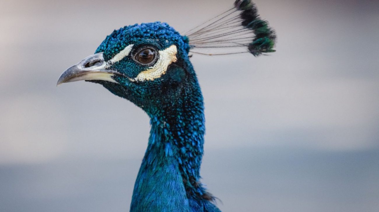 Perros callejeros matan a 23 animales en zoológico de Chile