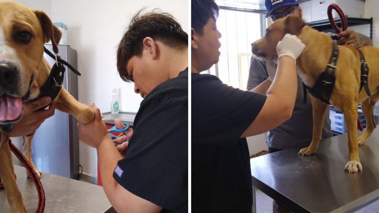 Ofrecen servicios de bajo costo en el Centro para animales