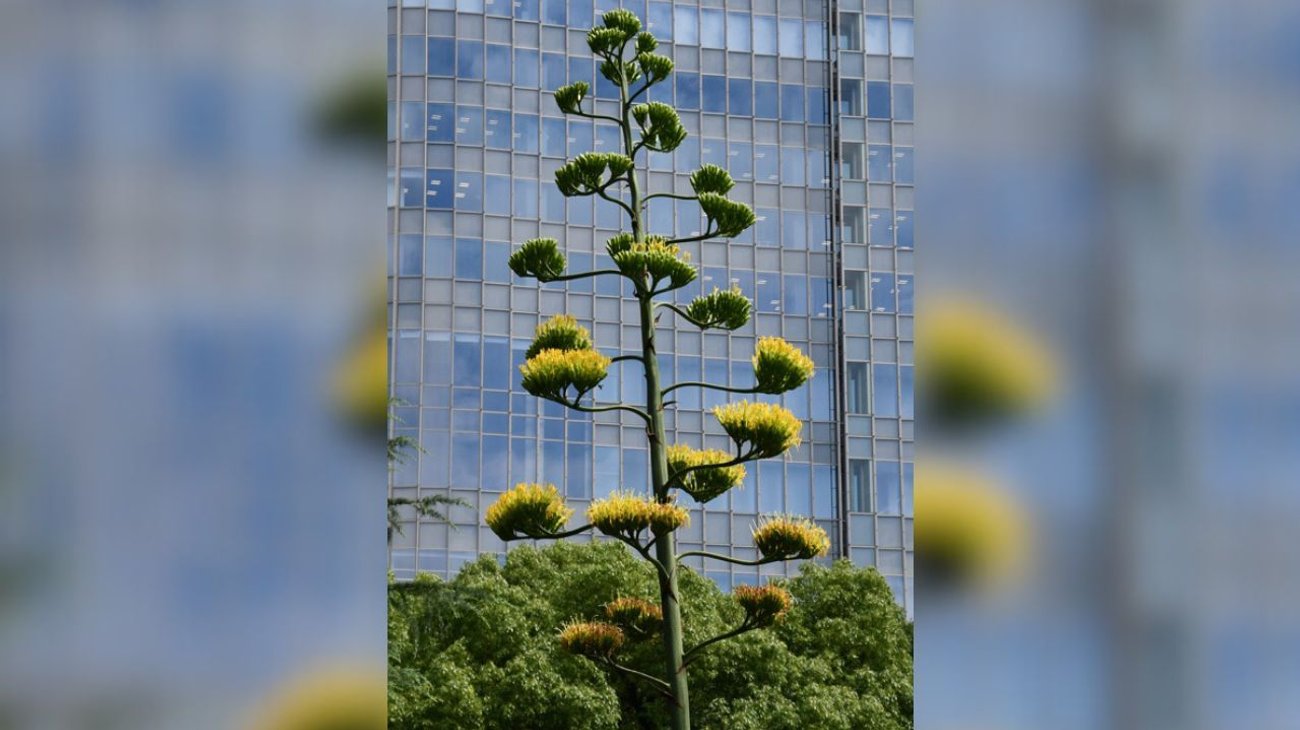 Una planta que florece cada siglo se abre en parque de Tokio