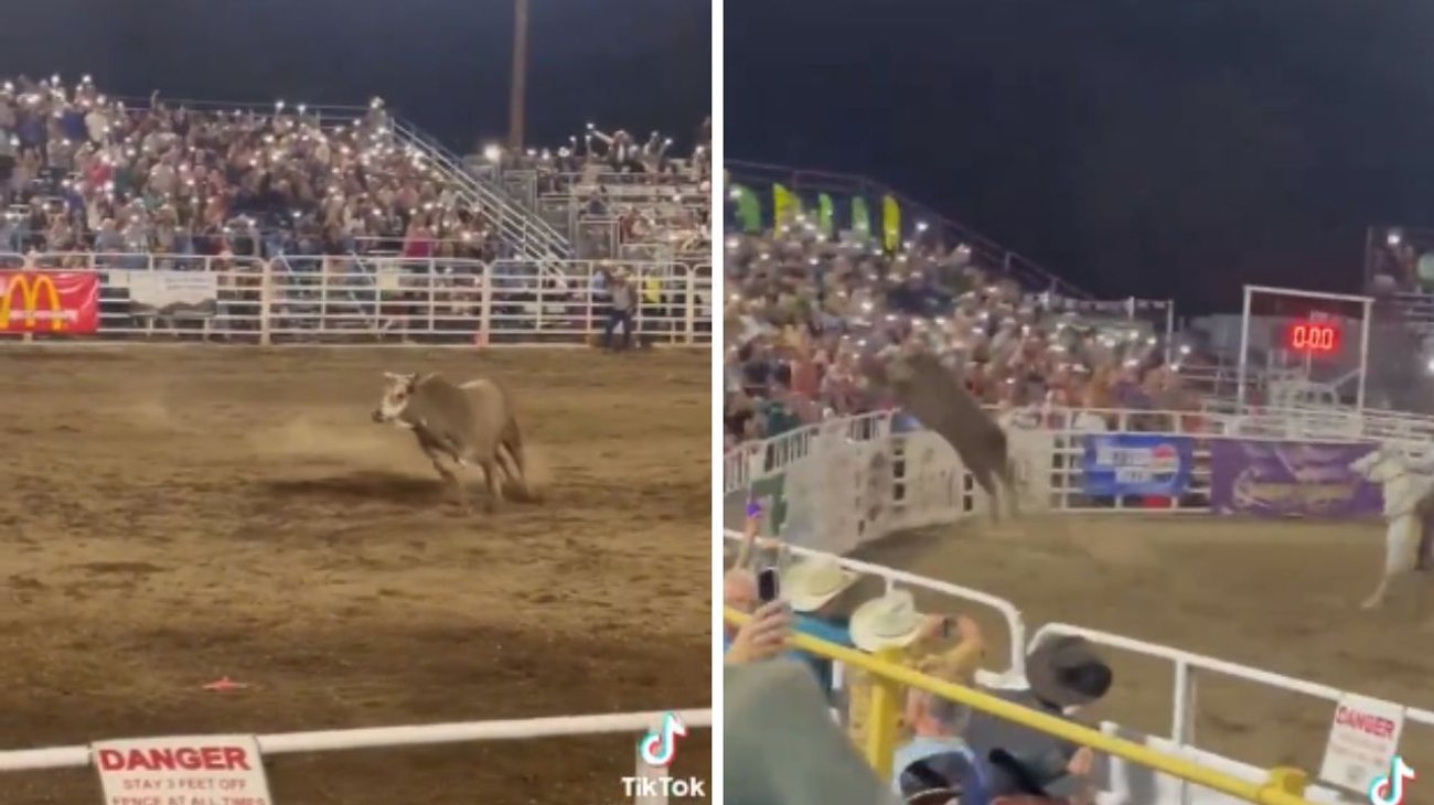 Toro salta valla protectora en rodeo y deja 3 heridos en EUA