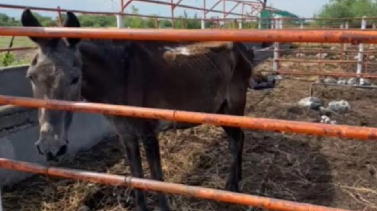 Se pronuncia Ganadera de Linares por caballos desnutridos