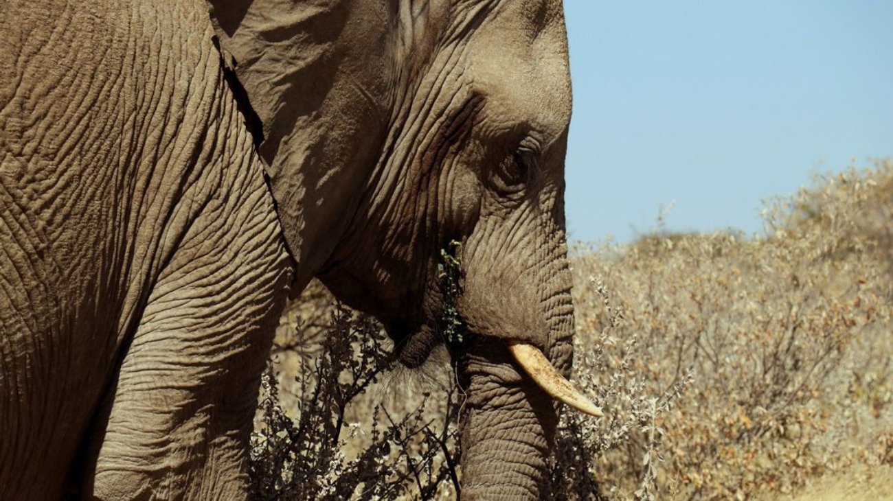Turista español muere tras ser atacado por un elefante
