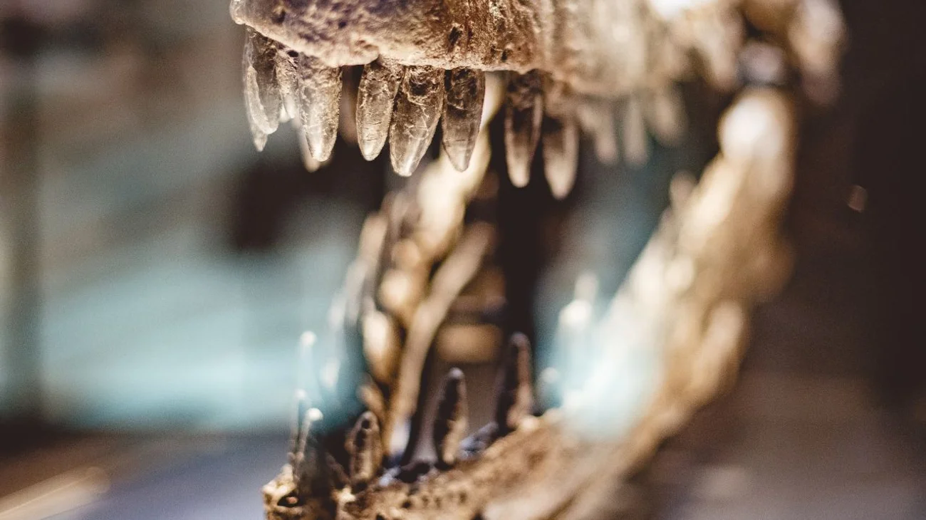 Hong Kong halla fósiles óseos de dinosaurio por primera vez