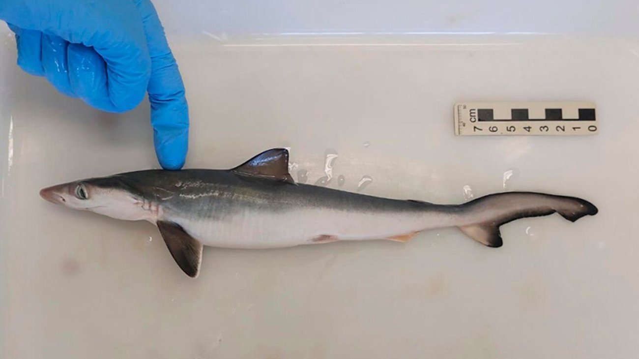 Detectan tiburones intoxicados con cocaína en Brasil