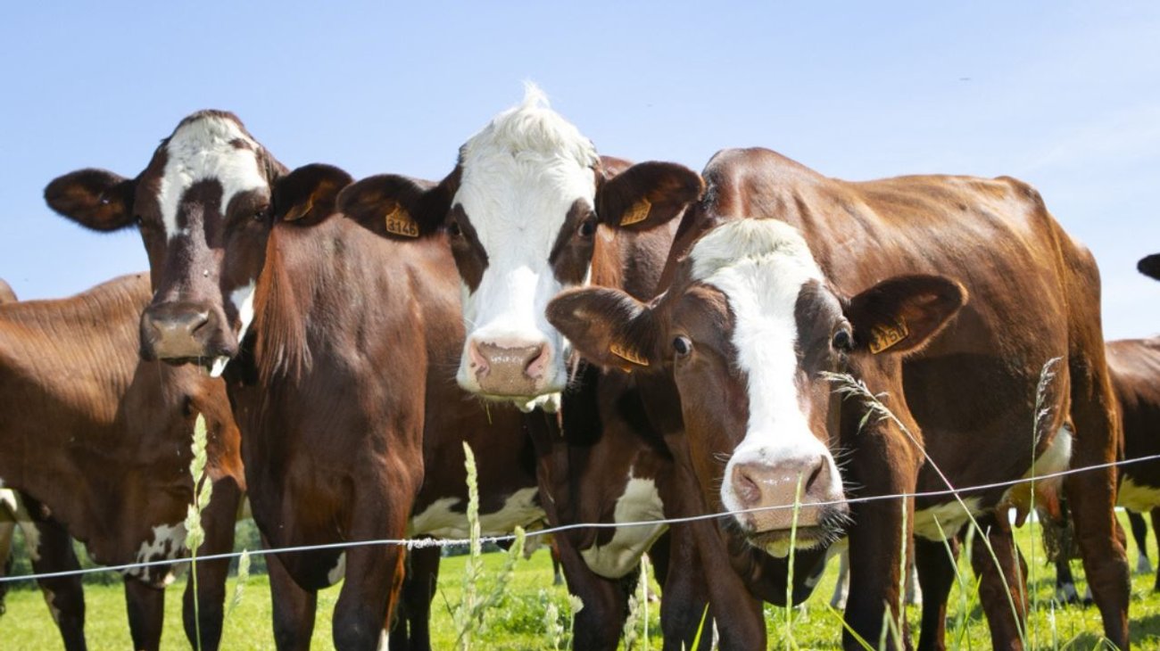 Mujer muere aplastada por rebaño de vacas en su cumpleaños