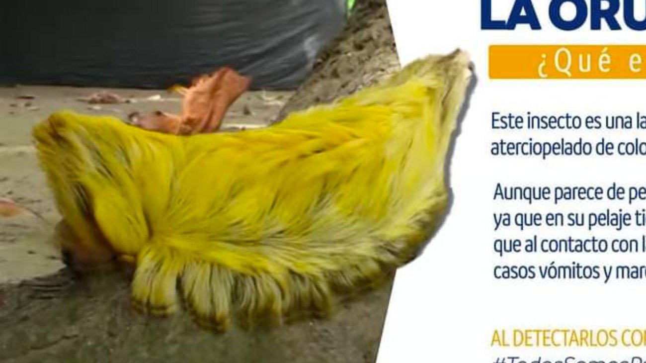 La Oruga Peluche: un insecto que hay que evitar