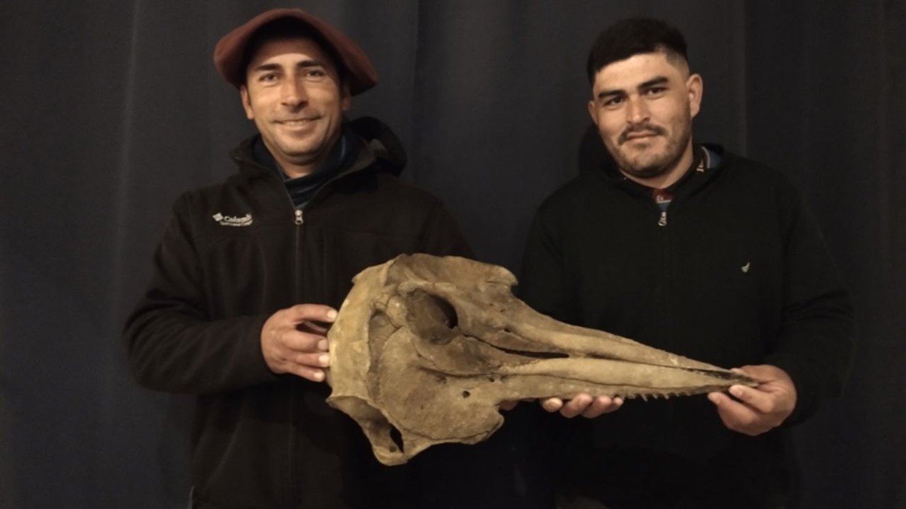 Encuentran un cráneo de delfín de 5,000 años de antigüedad