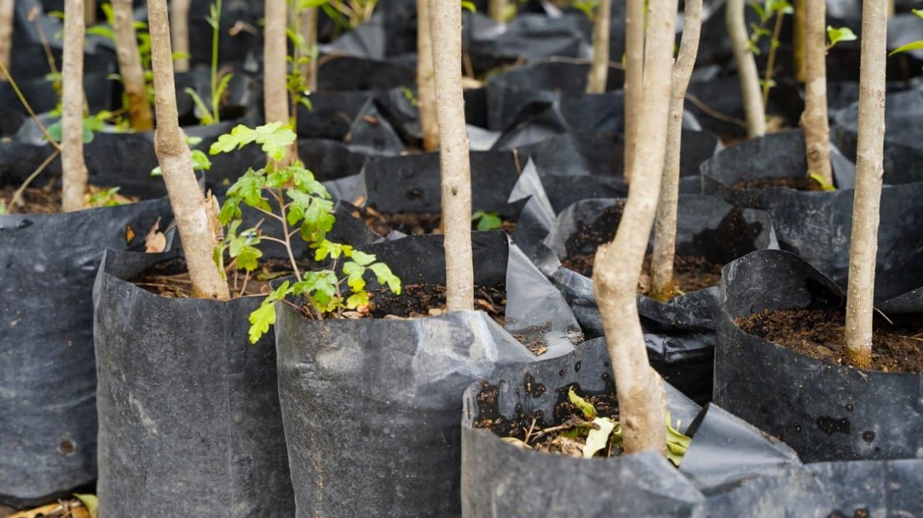 Continua donación de árboles en Ramos Arizpe para familias