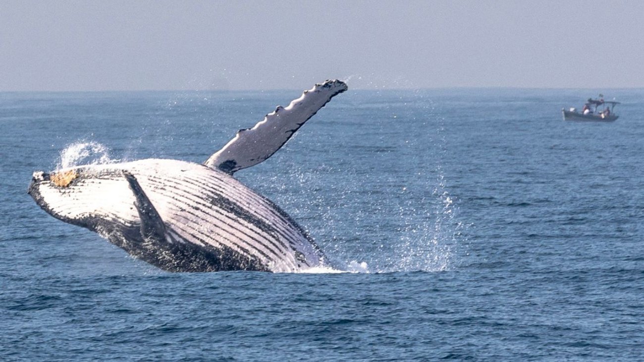 Revelan que las ballenas eran más felices en pandemia covid