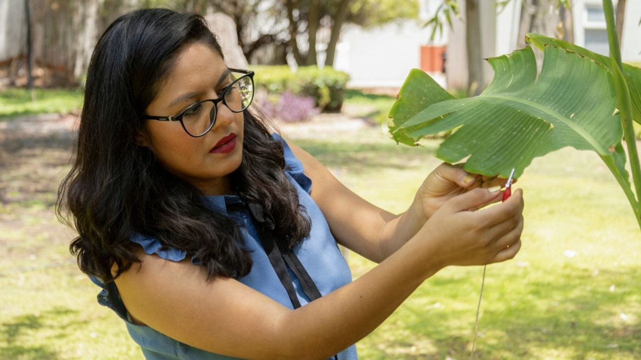 Científica mexicana produce música con sonidos de plantas