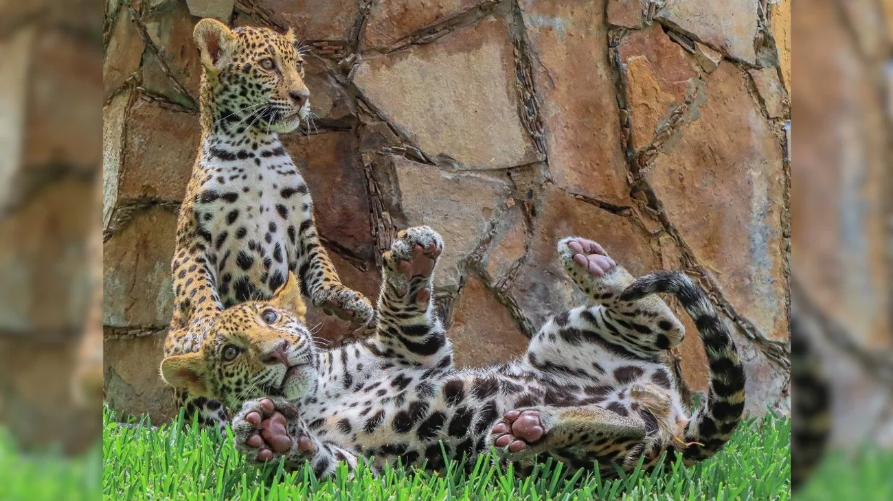 Llevarán a 2 cachorros jaguar donados a la Biósfera El Cielo