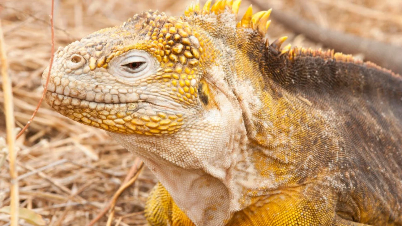 Iguanas amarillas, al borde de extinción, se recuperan