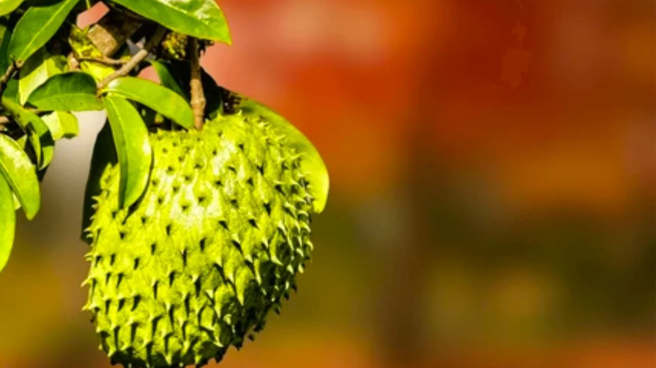 Cocineras indígenas alertan sobre extinción de ingredientes