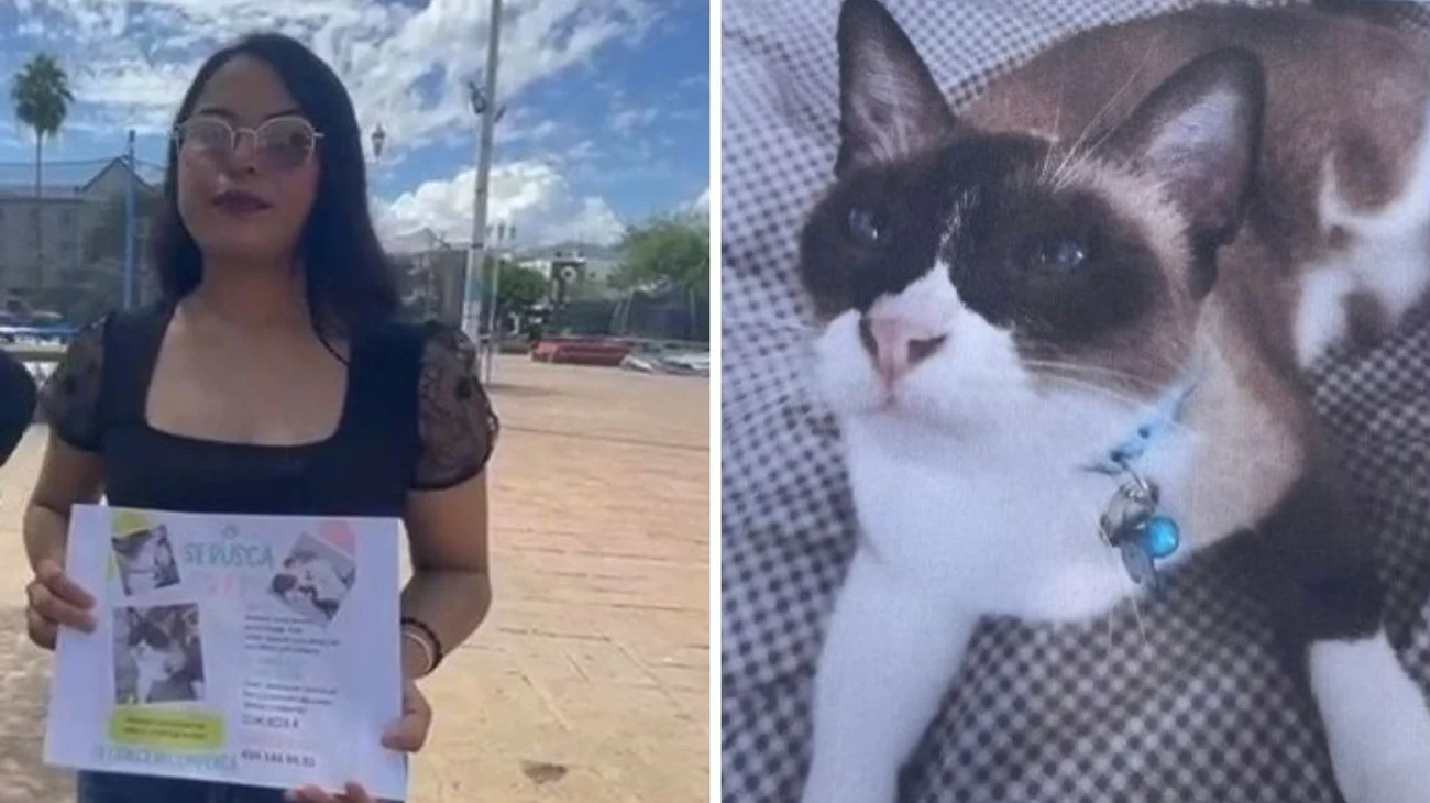 Se busca a “REI”, gatita extraviada en Victoria