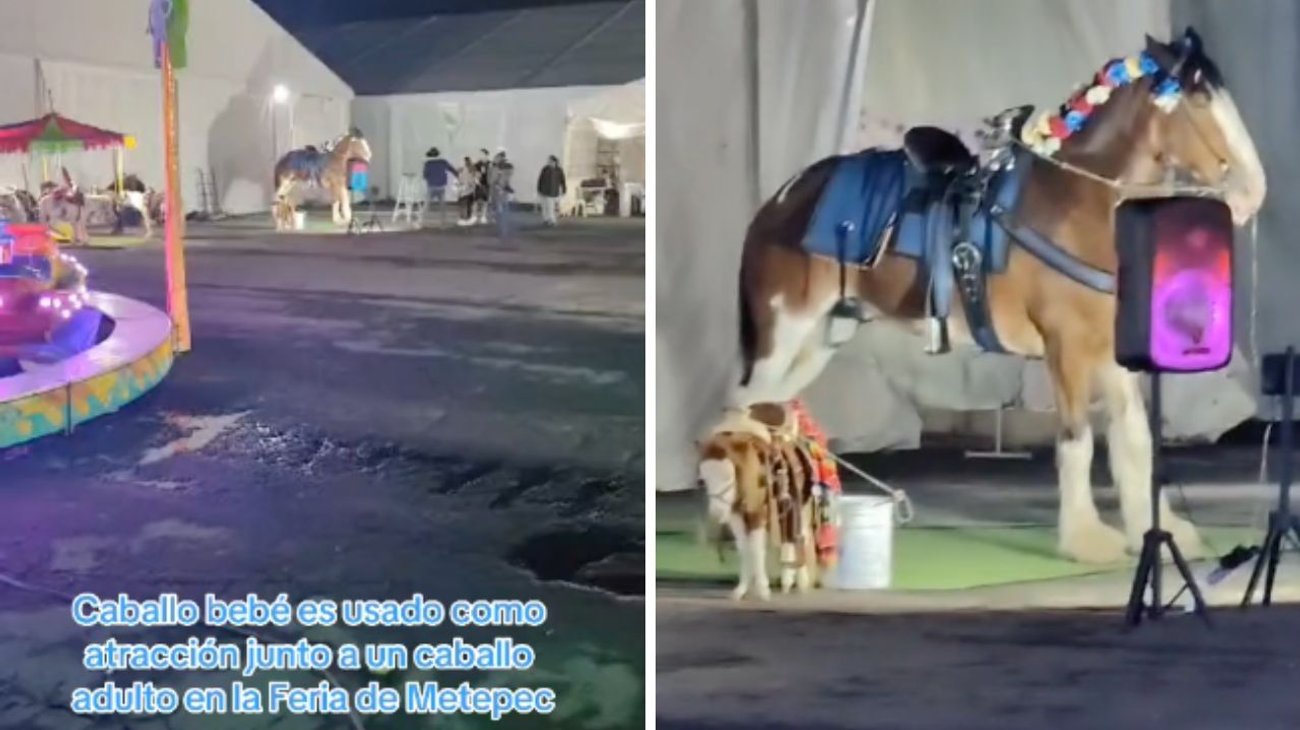 Captan a Caballo y su cría trabajando en Feria de Metepec