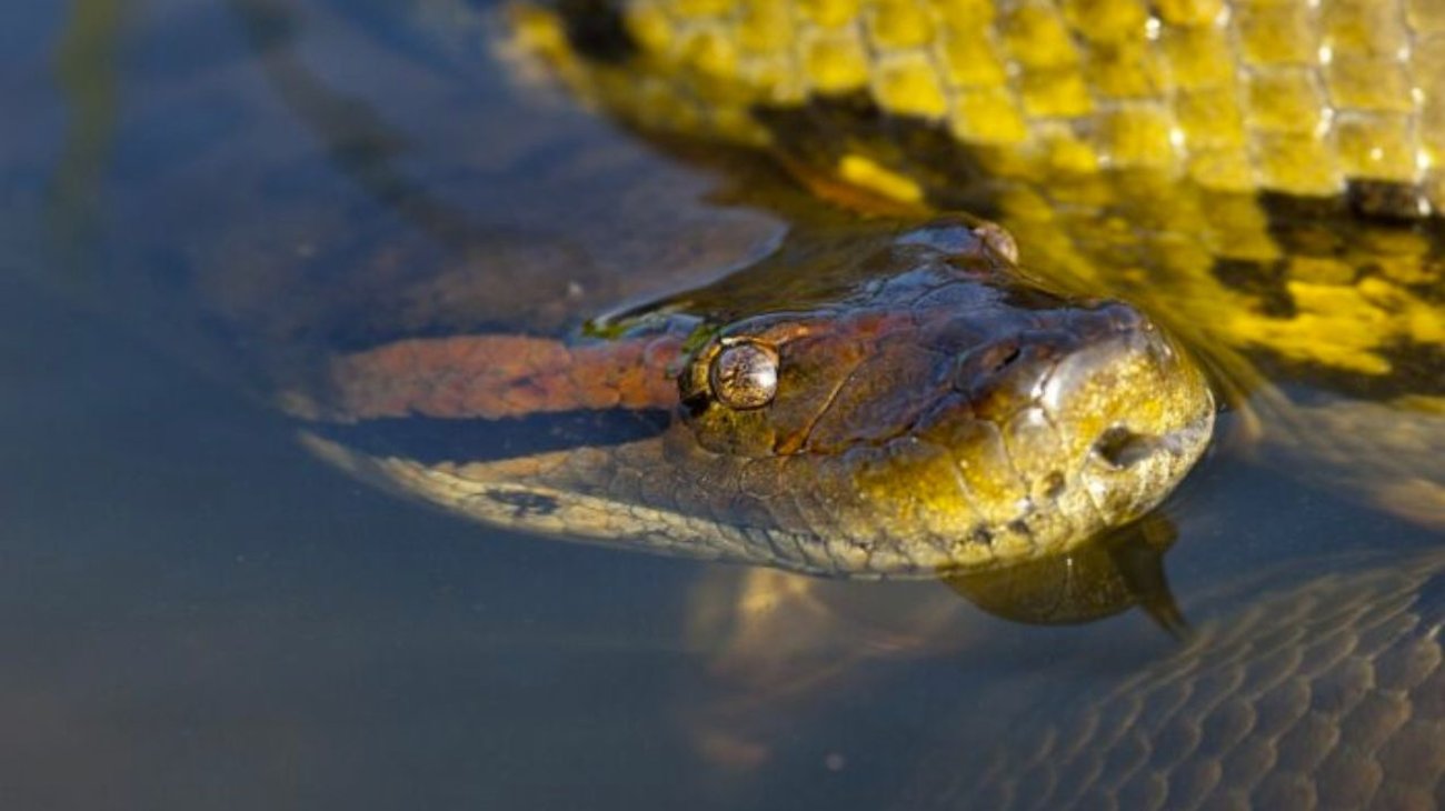 Descubren nueva especie de anaconda verde en el Amazonas