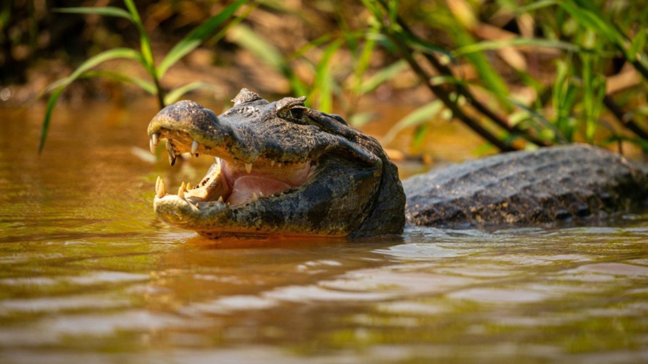 Cocodrilo de 4 metros ataca a hombre y lo salva su esposa