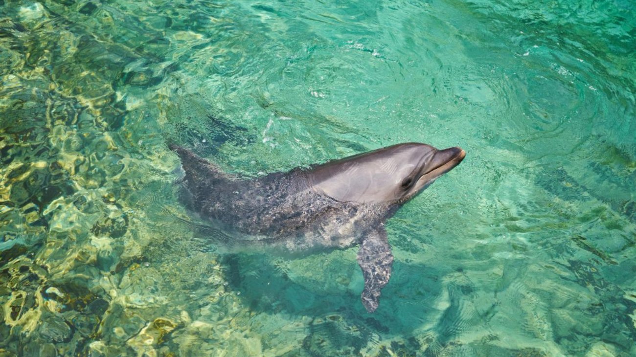 Más de 100 delfines varados son rescatados en Massachusetts