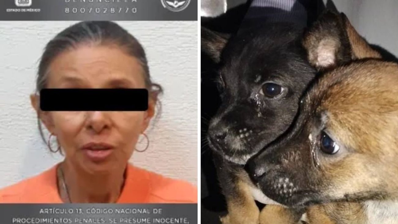 Cae mujer que tenía 27 perros en condiciones deplorables