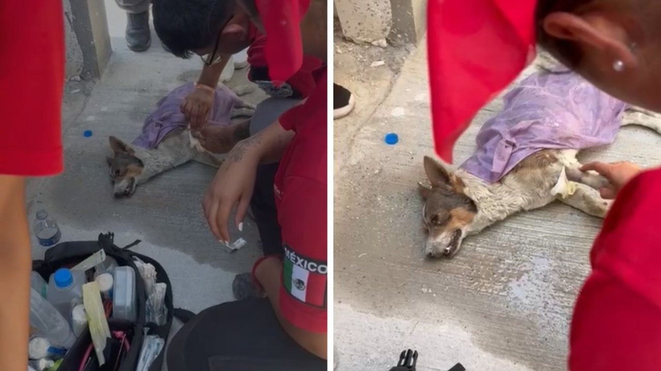 Brinda Protección Civil apoyo a perro con golpe de calor