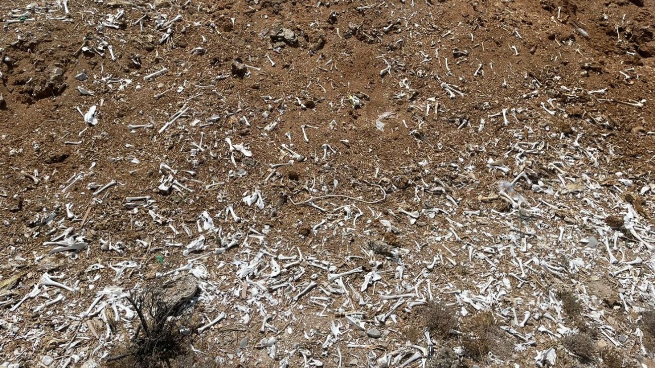 Empresa Bachoco genera contaminación con desechos avícolas