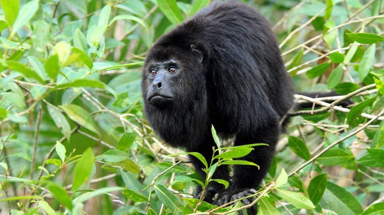 Aumenta a 157 monos aulladores muertos por ola de calor