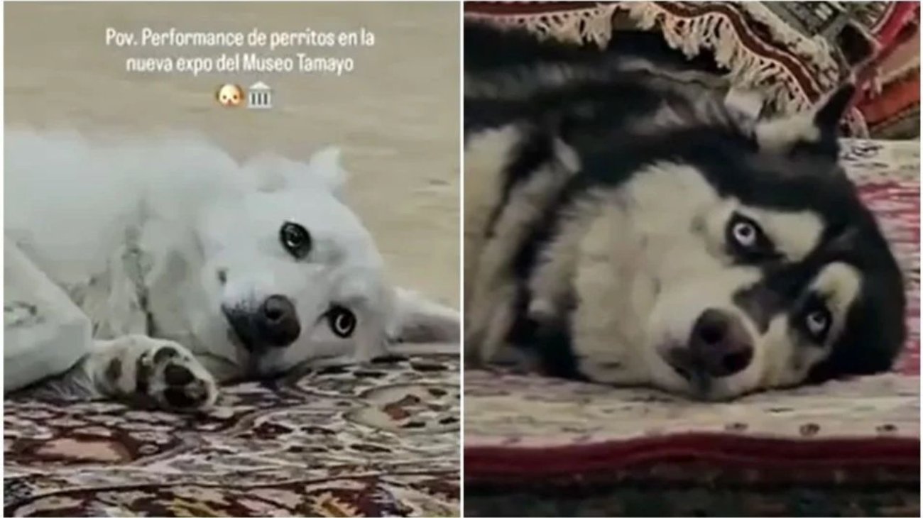 Cancelan performance que usa perros en Museo Tamayo