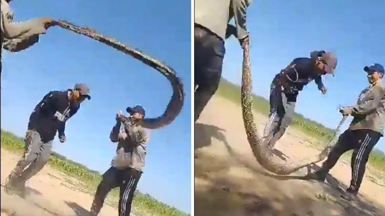 Encuentran una boa gigante y la usan para saltar la cuerda