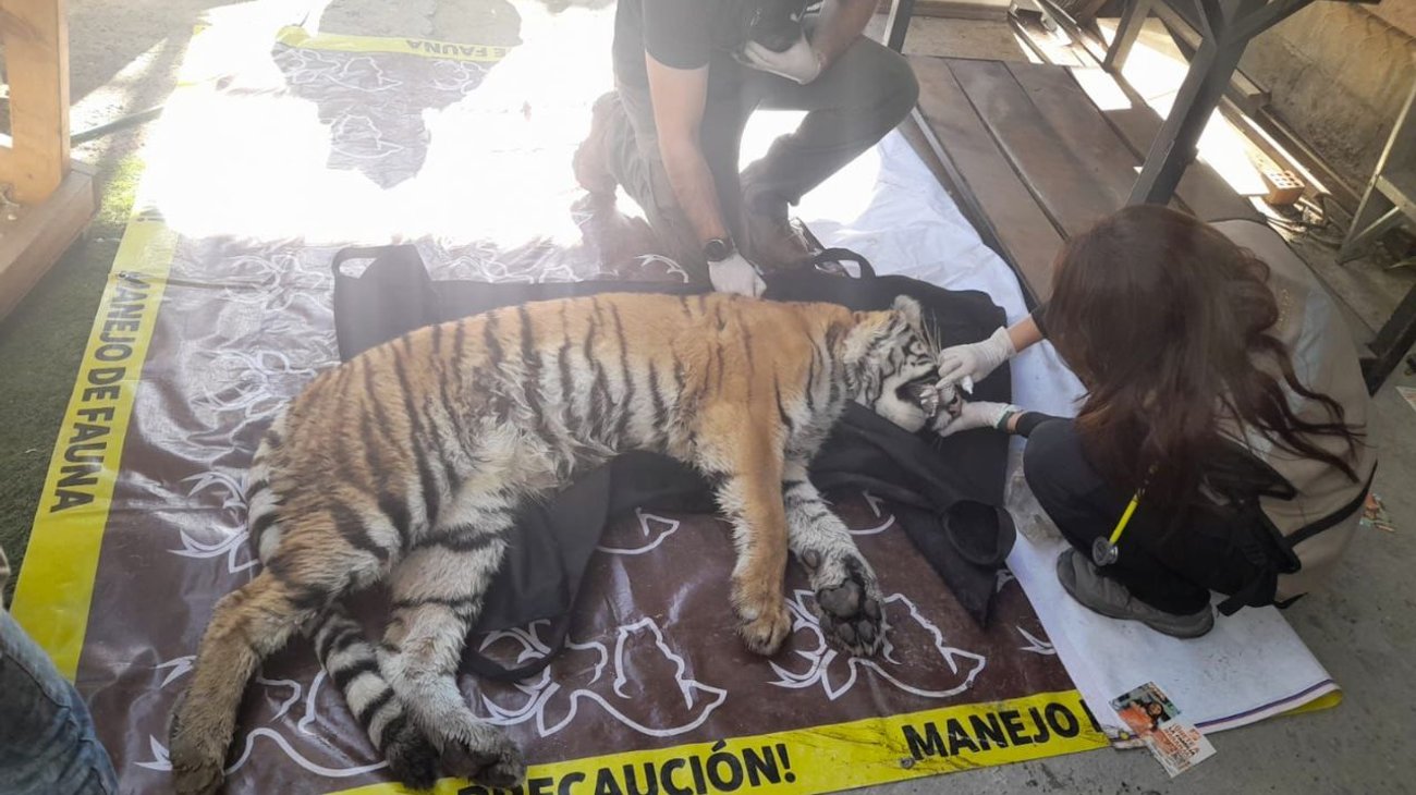 Encuentran tigre hembra en cateo en la colonia Valle Verde