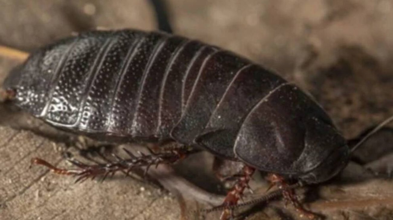 Avistan cucaracha gigante carnívora que se creía extinta