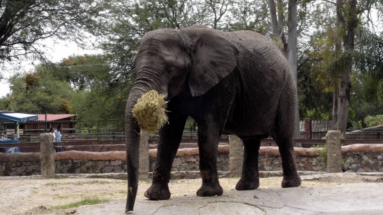 Encuentran a elefanta 'Annie' desnutrida y estresada