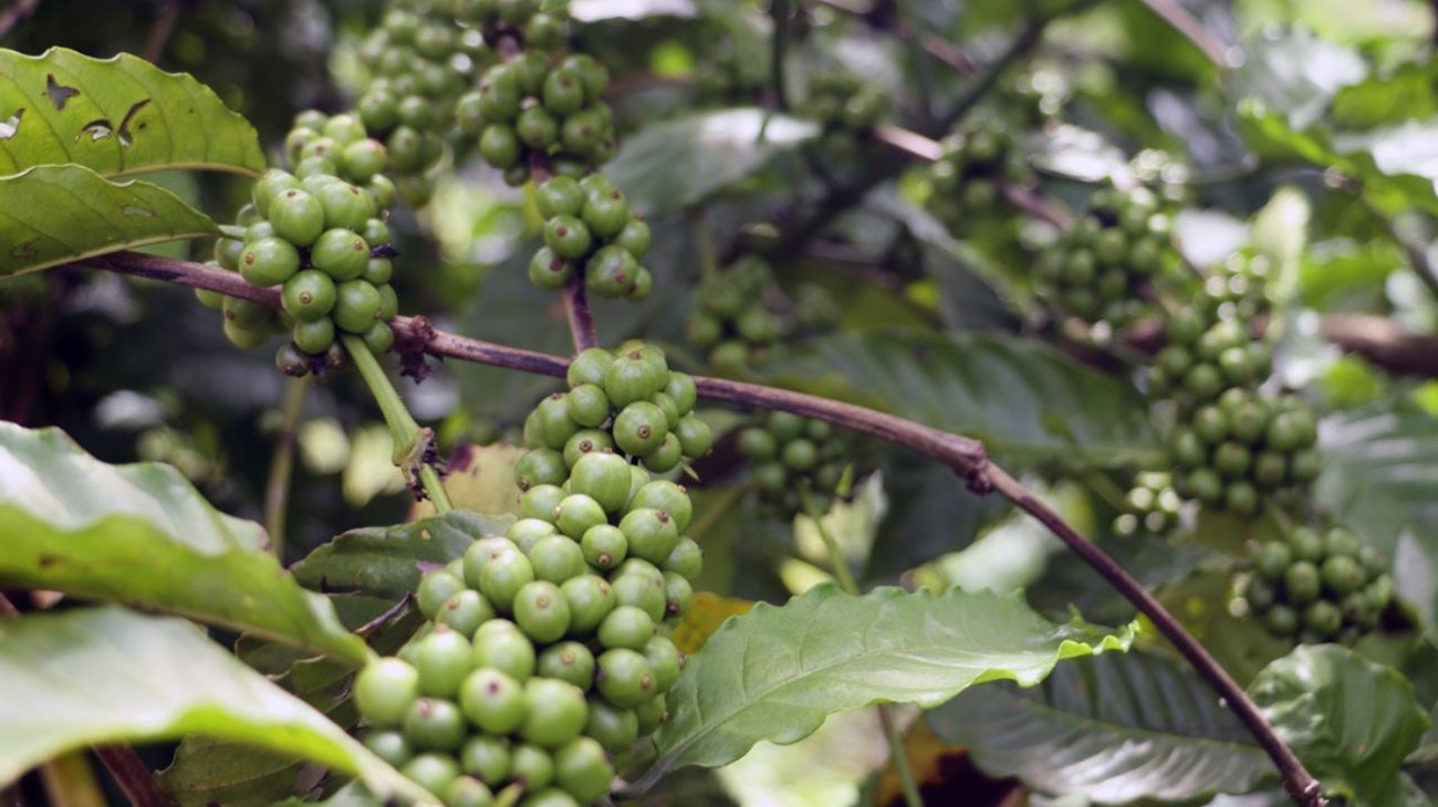 Sequía afecta 80% de las cosechas de cafetaleros en Chiapas