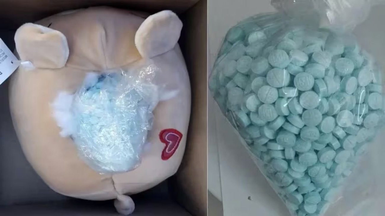 Aseguran oso de peluche lleno de fentanilo en Sinaloa