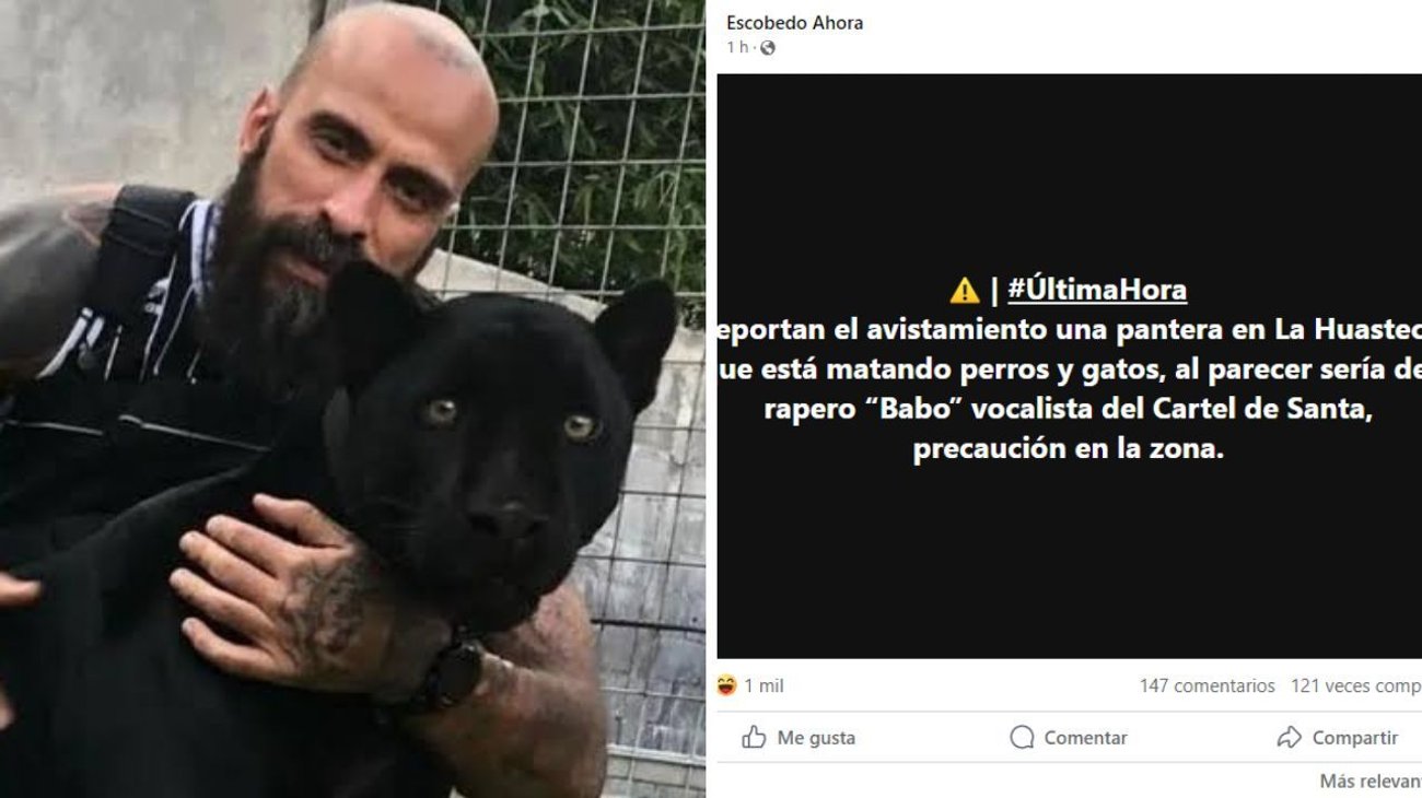 Reportan avistamiento de pantera en la Huasteca