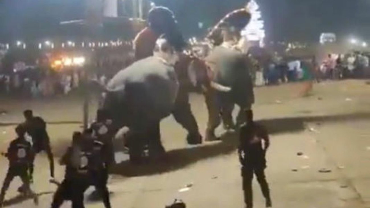 Pelea de elefantes deja decenas de heridos en India