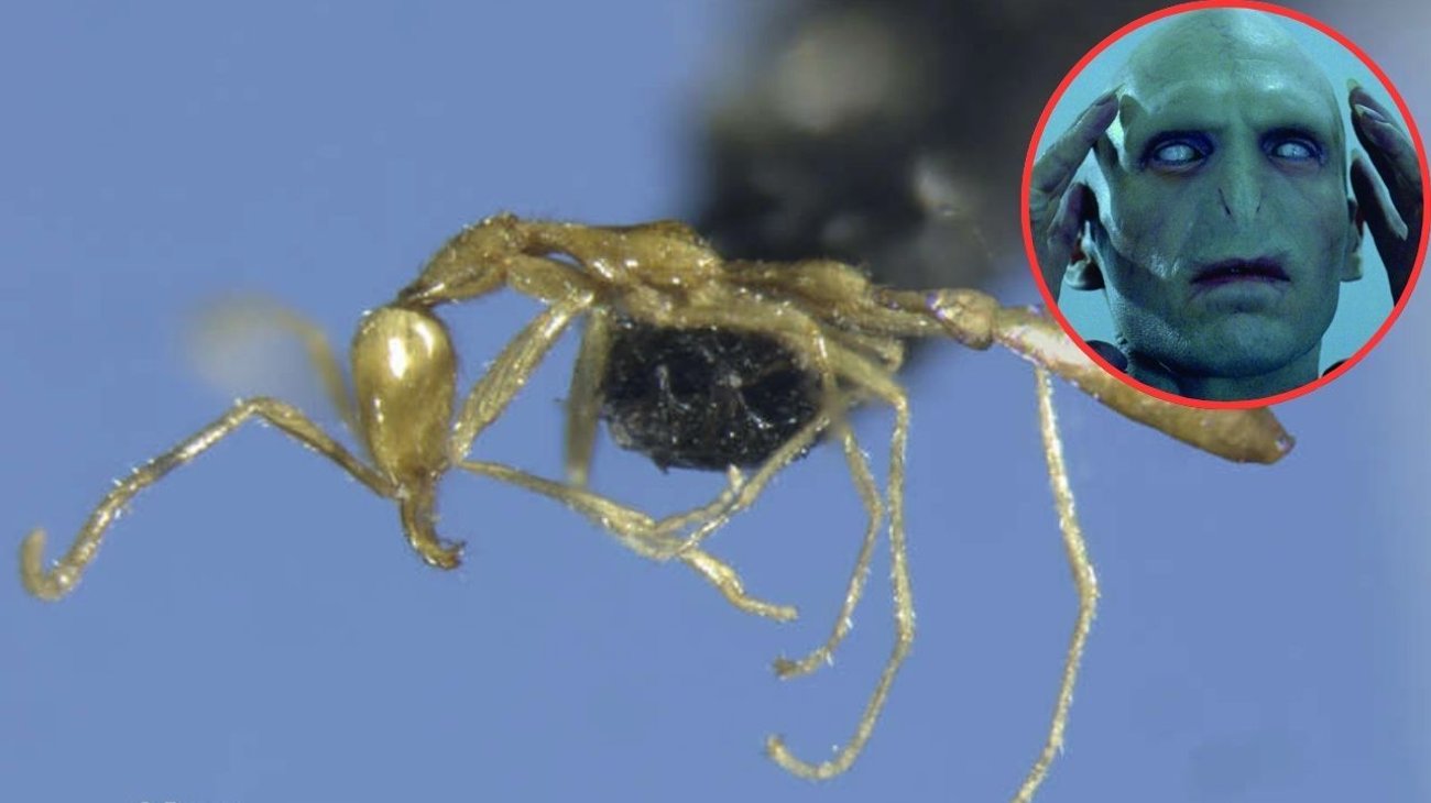 'Voldermort', la nueva especie de hormiga en Australia